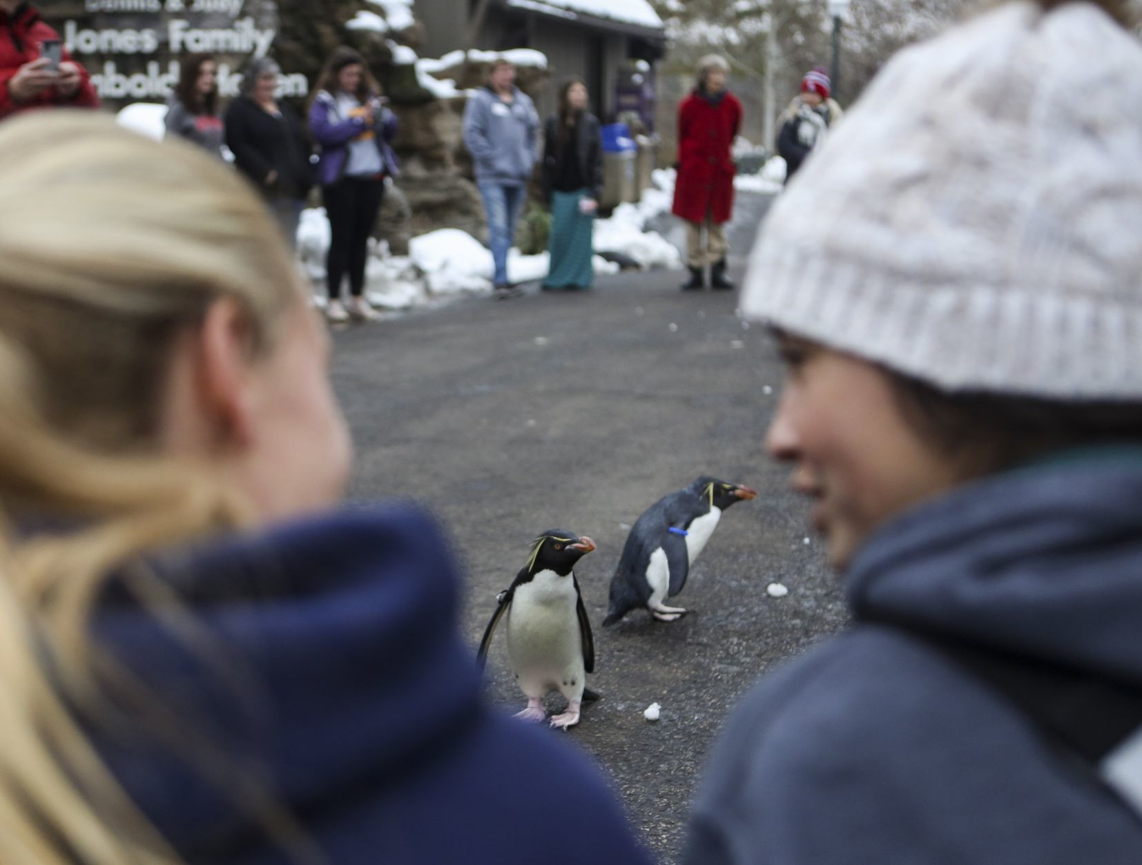 Penguin Pandemonium